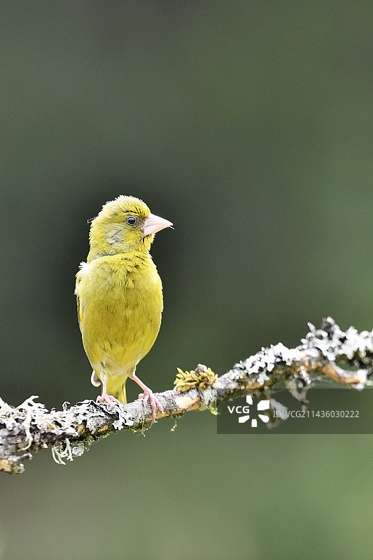 法国，树枝上的绿雀图片素材