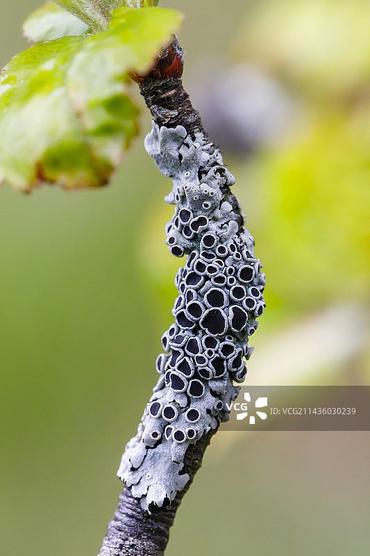 阿尔萨斯，法国，树枝上的甲壳地衣（Physcia sp）图片素材
