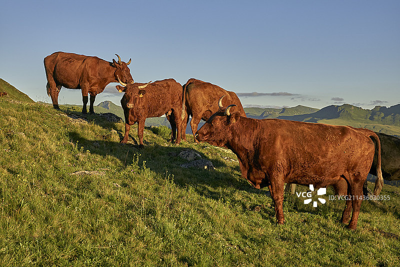 萨莱牛群，以康塔尔山脉为背景图片素材