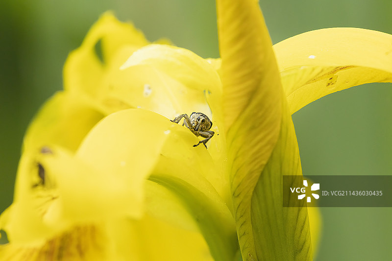 淡黄色鸢尾花上的鸢尾种子象鼻虫（Mononychus pseudacori），法国阿尔萨斯图片素材