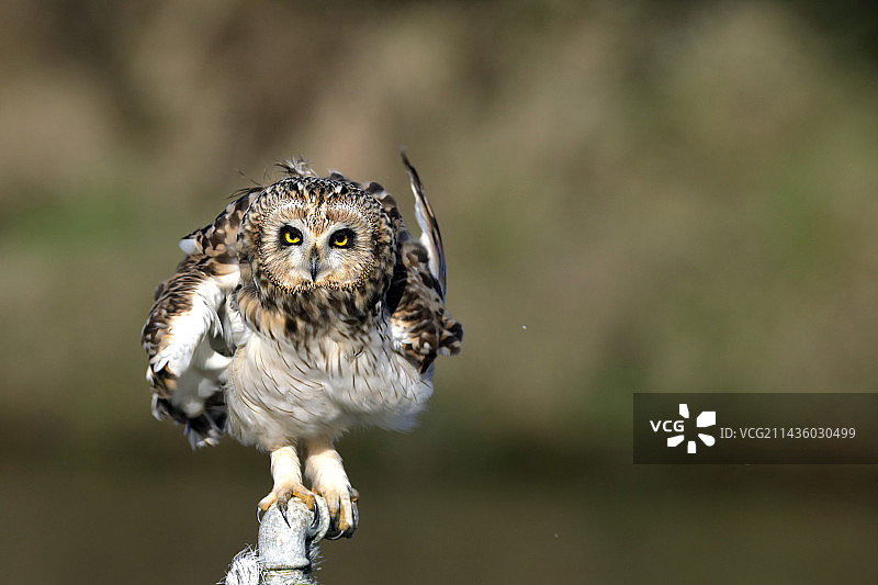 法国旺代努瓦尔穆捷岛管子上的短耳鸮图片素材