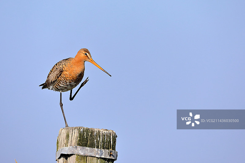 黑尾塍鹬，法国卢瓦尔-大西洋省布列塔尼沼泽图片素材
