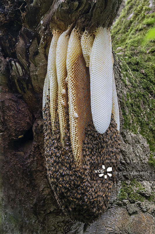 附着在树上的蜂巢（西方蜜蜂），英国图片素材
