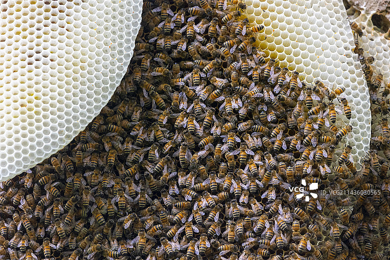 蜜蜂蜂巢（Apis mellifera），英国图片素材