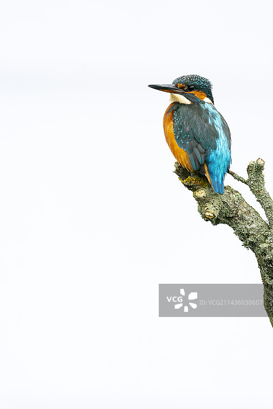 英国树枝上的翠鸟图片素材