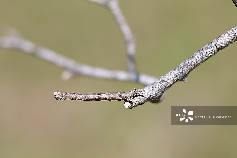 小树枝上的尺蛾毛毛虫（Geometridae sp.），法国德龙省图片素材