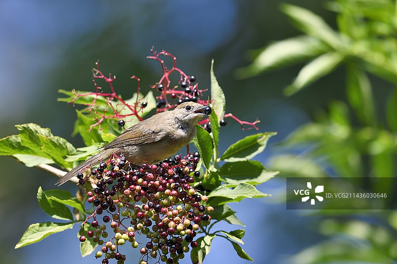 黑顶莺在法国吃接骨木莓图片素材