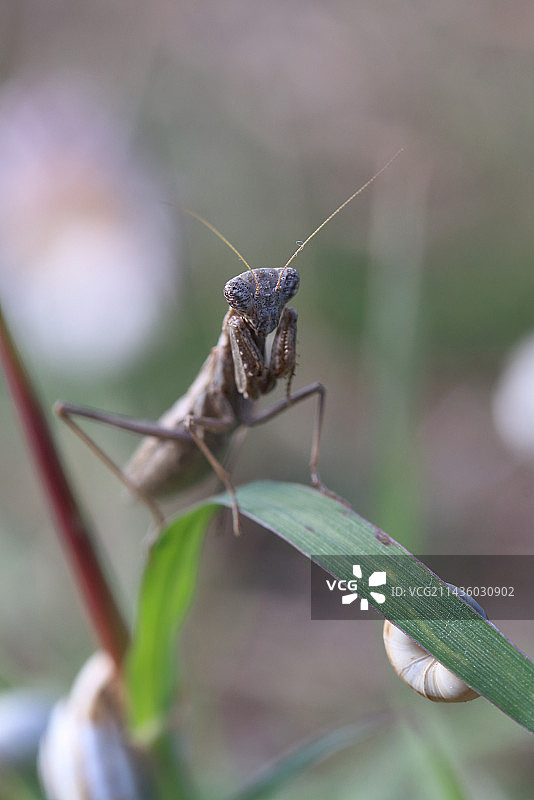 法国加尔省树叶上的灰色螳螂图片素材