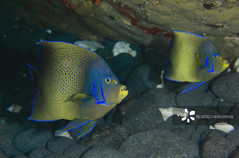 半圆月神鱼一对，位于印度尼西亚巴厘岛Candidasa的Gili Tepekong潜水点图片素材