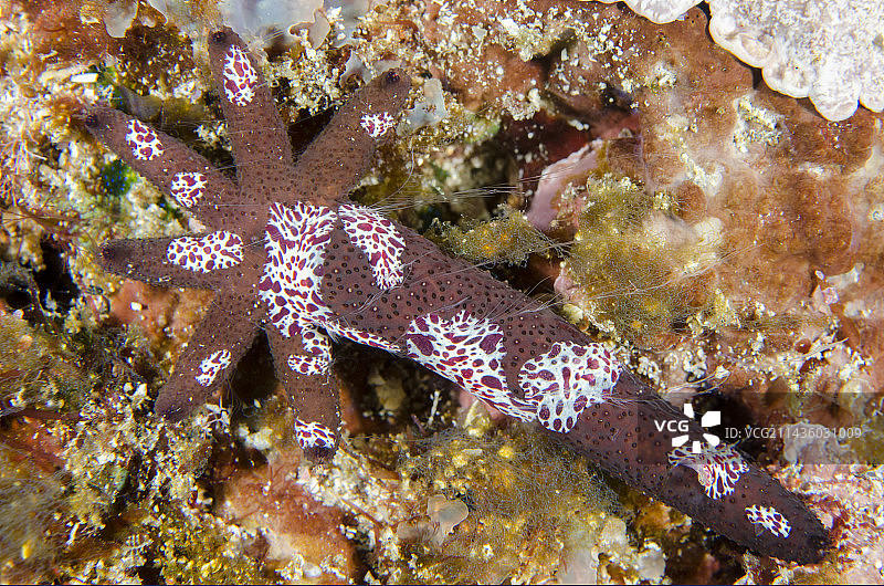 吕宋海星（Echinaster luzonicus）从单臂再生，与匍匐栉水母（Coeloplana astericola），吉利特佩孔潜水点，Candidasa，巴厘岛，印度尼西亚图片素材