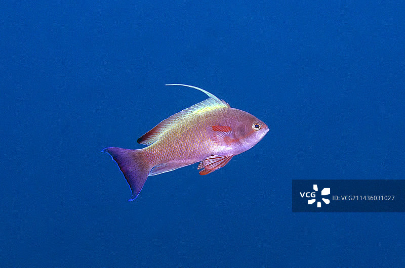雄性鳞鳍花鮨，位于印度尼西亚巴厘岛图片素材