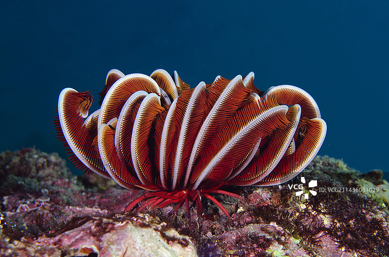 健壮的羽毛海星，位于印度尼西亚巴厘岛Candidasa的Gili Tepekong潜水点图片素材