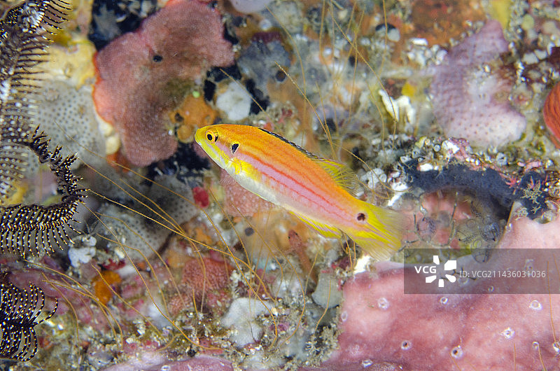 印度尼西亚巴厘岛双斑猪鱼的黄色形态图片素材