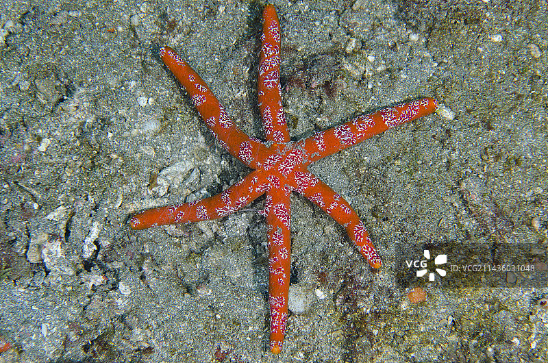 吕宋海星单臂再生，印尼巴厘岛图片素材