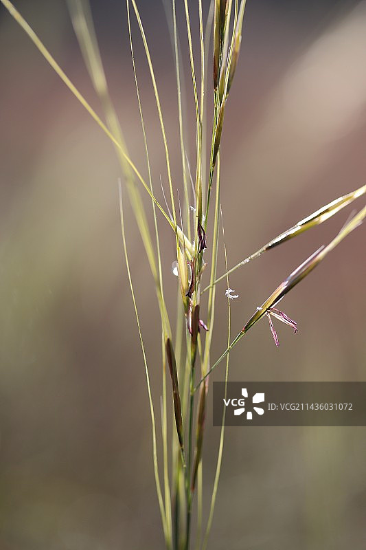 法国加尔省的多毛羽毛草（Stipa capillata）的花朵图片素材