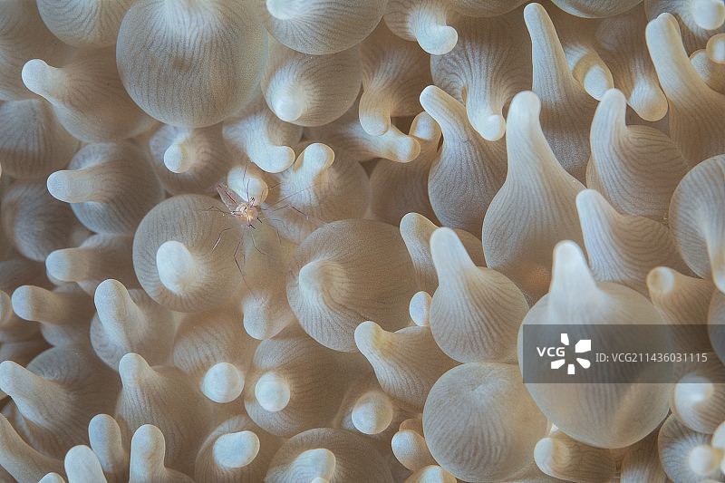 马约特气泡珊瑚上的珊瑚虾图片素材