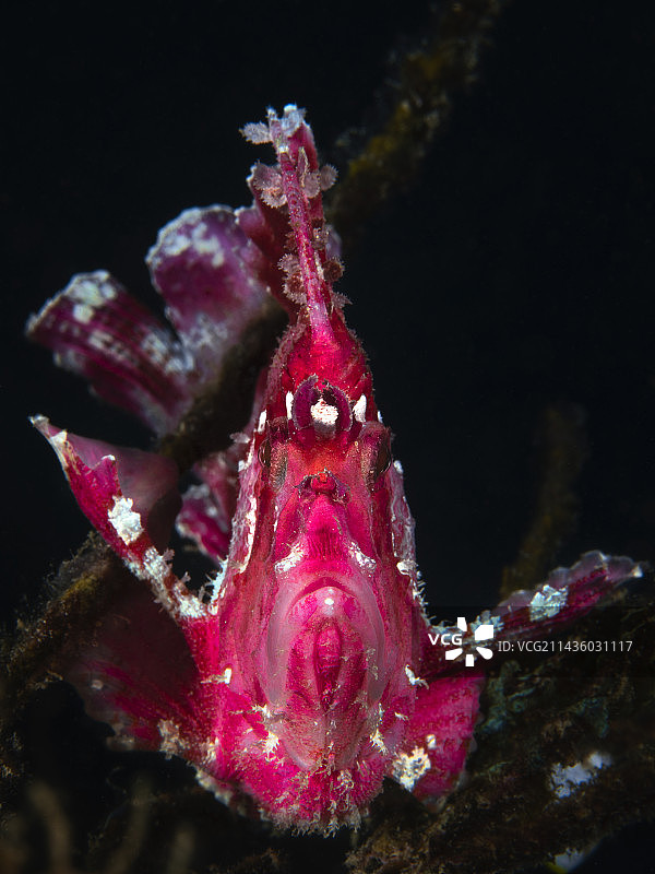 叶鱼（Taenianotus triacanthus）图片素材