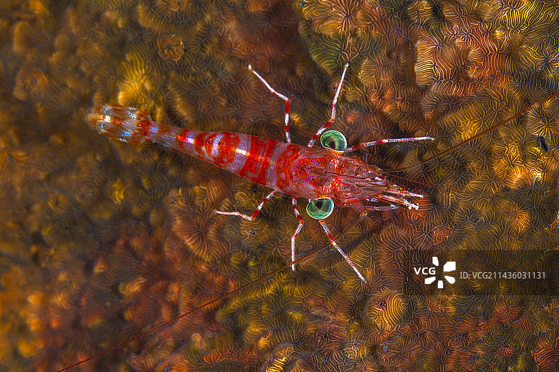 绿眼虾图片素材