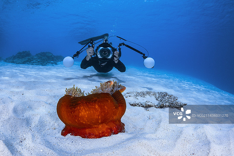 水下摄影：小丑鱼与红色海葵，马约特图片素材