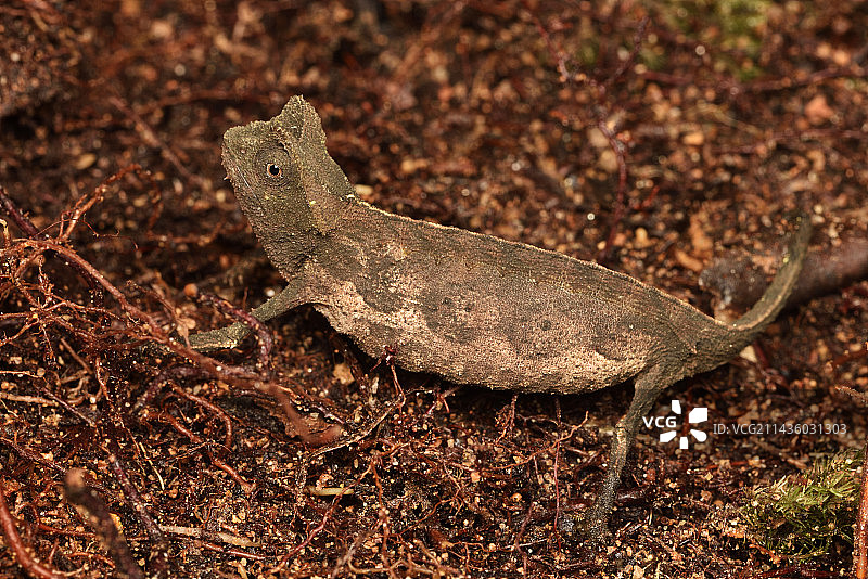 棕色叶片变色龙，森林地面，马达加斯加图片素材