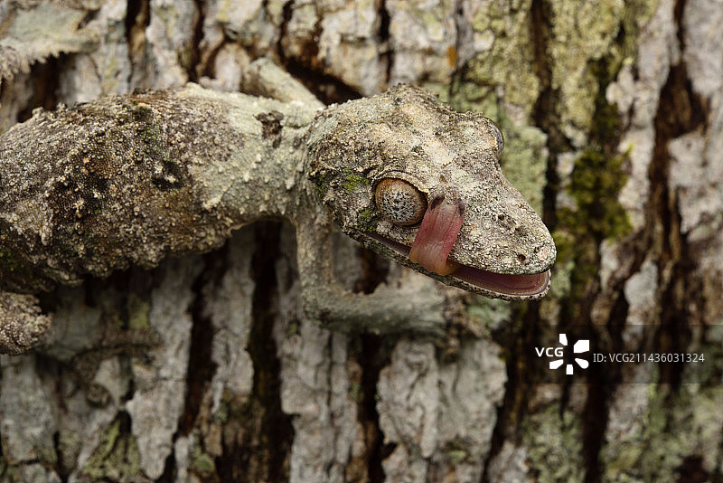 叶尾壁虎，马达加斯加图片素材