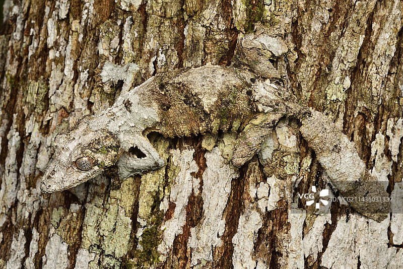马达加斯加阿拉奥特拉-曼古罗地区，树皮上的苔藓叶尾壁虎图片素材