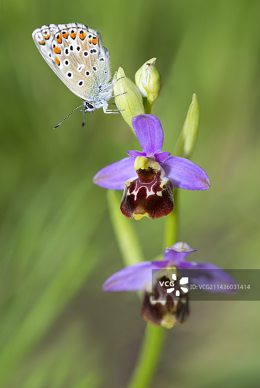 维纳斯蓝蝶图片素材
