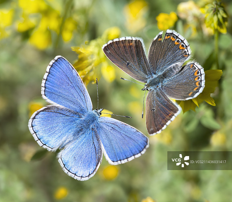 法国旺图山上的贝氏灰蝶图片素材