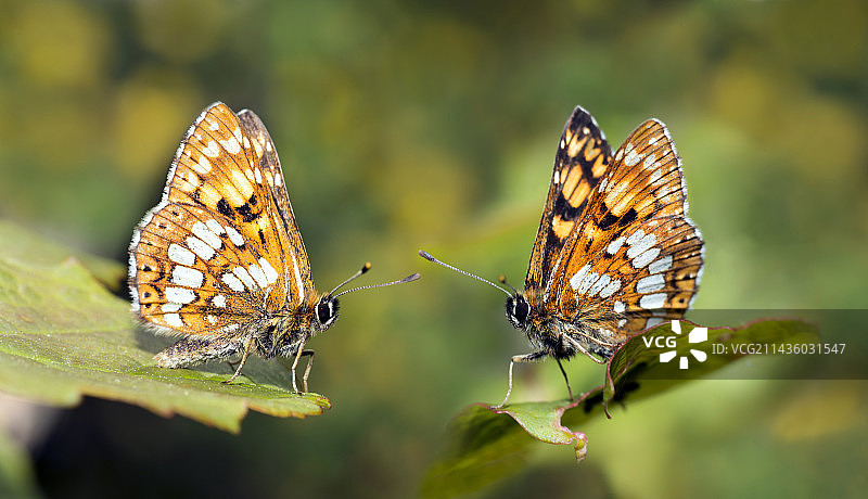 勃艮第公爵贝母（Hamearis lucina）雄性的领地防御行为，法国旺图山图片素材