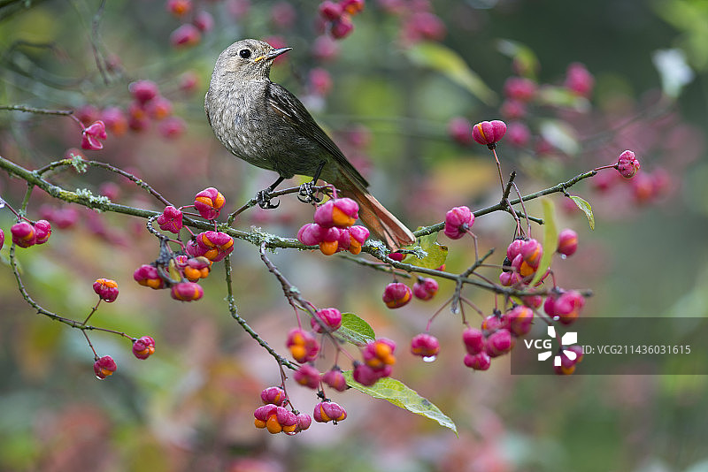 红尾鸲栖息在卫矛上，法国北部孚日地区自然公园图片素材