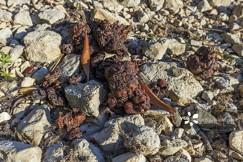 意大利阿布鲁佐国家公园的马西卡棕熊粪便图片素材