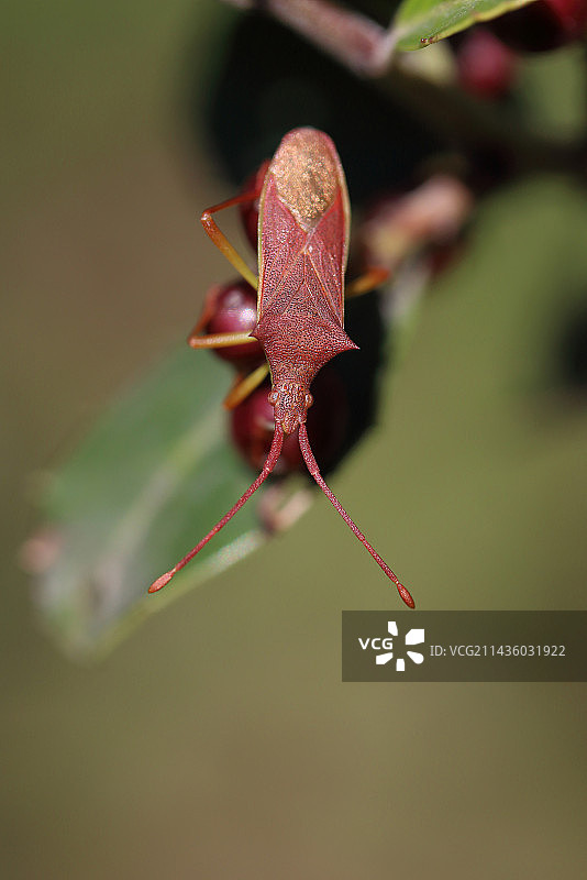 南瓜椿象在鼠李果实上，法国加尔省图片素材