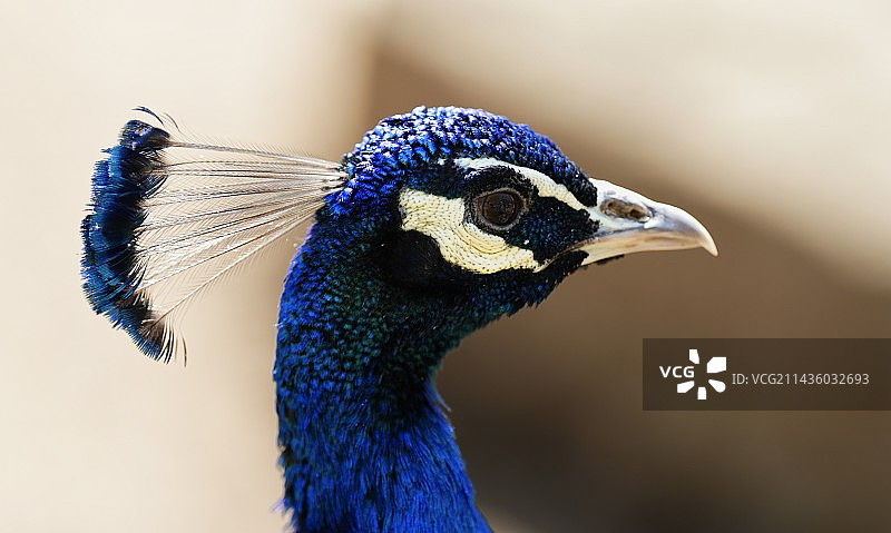 北方森林动物园图片素材