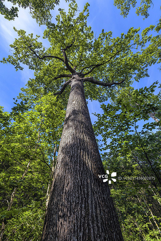 佩尔什拉特拉普国家森林公园的橡树图片素材