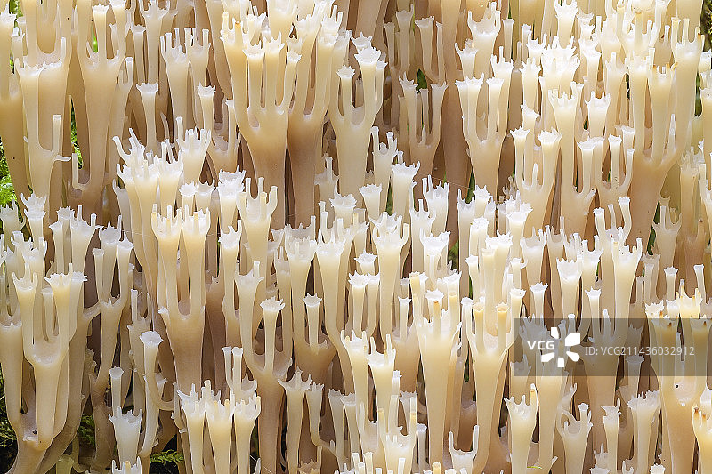 法国罗纳-阿尔卑斯地区拉沃尔布热的珊瑚状枝瑚菌图片素材