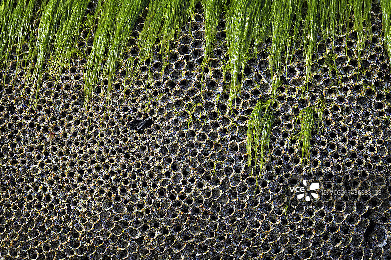 低潮时在法国布列塔尼菲尼斯泰尔杜瓦纳内湾的Ty Mark岬角管栖蠕虫（Sabellaria alveolata）的生物构造图片素材