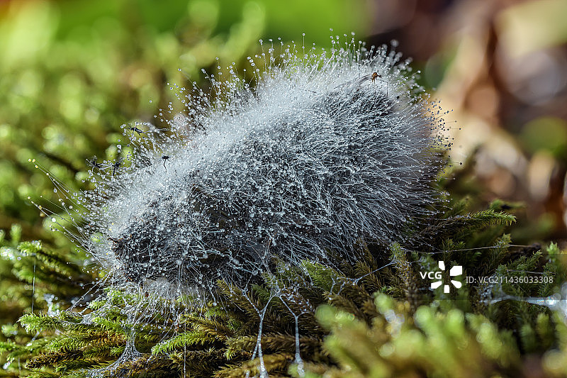 覆盖霉菌菌丝的狐狸粪便图片素材