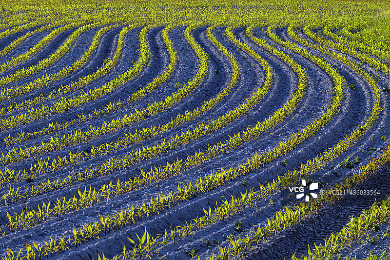 法国诺曼底圣米歇尔湾圩田的集约农业图片素材