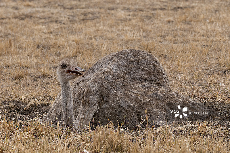 一只雌性非洲鸵鸟在肯尼亚马赛马拉国家保护区筑巢图片素材