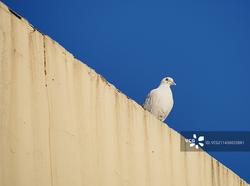 房顶的鸽子图片素材