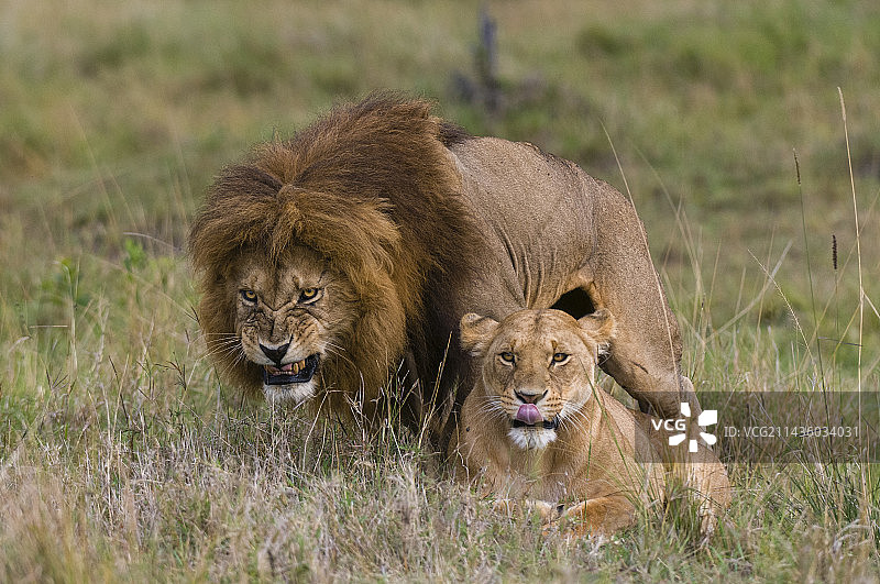 在肯尼亚马赛马拉国家保护区，雄狮在与顺从的雌狮交配时咆哮图片素材