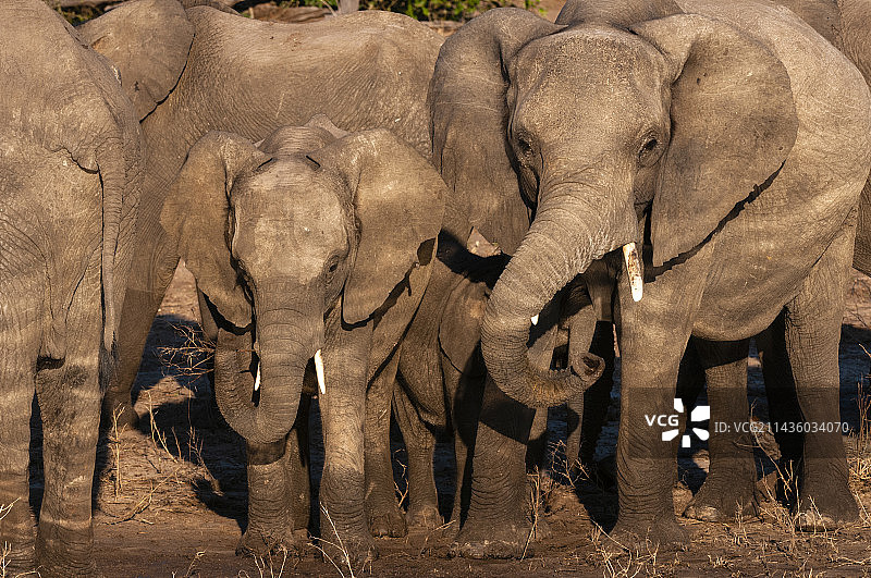 非洲象（非洲象）在乔贝河岸边，博茨瓦纳卡萨内乔贝国家公园乔贝河图片素材
