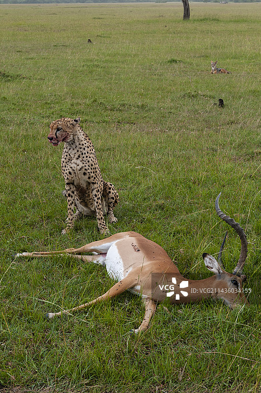 猎豹和黑斑羚的猎杀。一只黑背胡狼等待偷一块肉。肯尼亚马赛马拉国家保护区。图片素材
