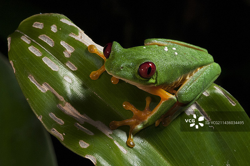 红眼树蛙特写肖像，哥斯达黎加曼努埃尔·安东尼奥国家公园图片素材