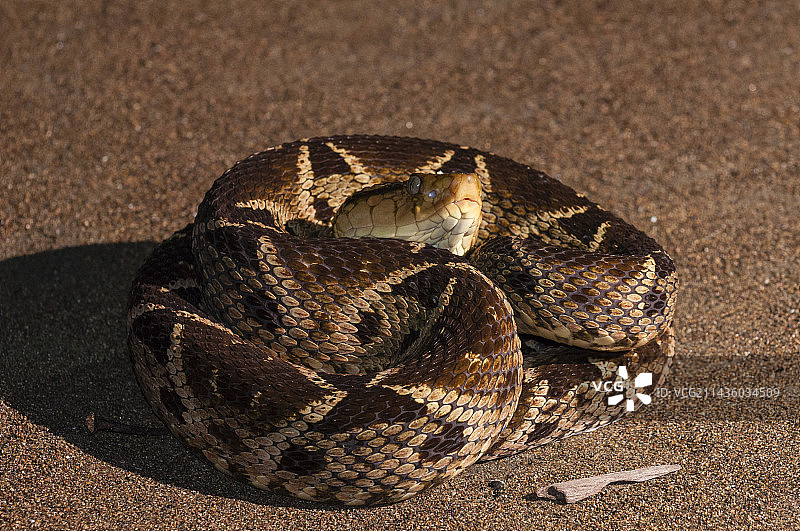 矛头蝮蛇的肖像，奥萨半岛，哥斯达黎加图片素材