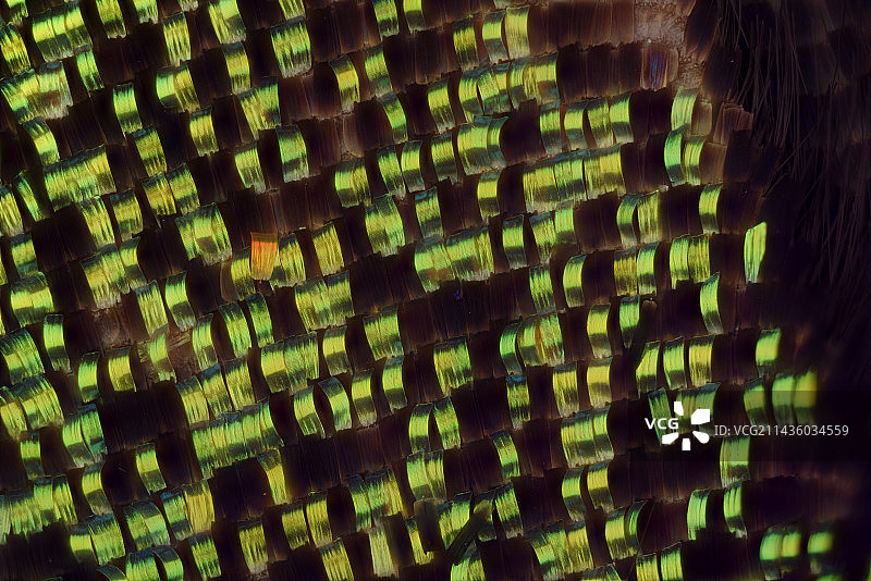 马达加斯加日落蛾鳞片图片素材