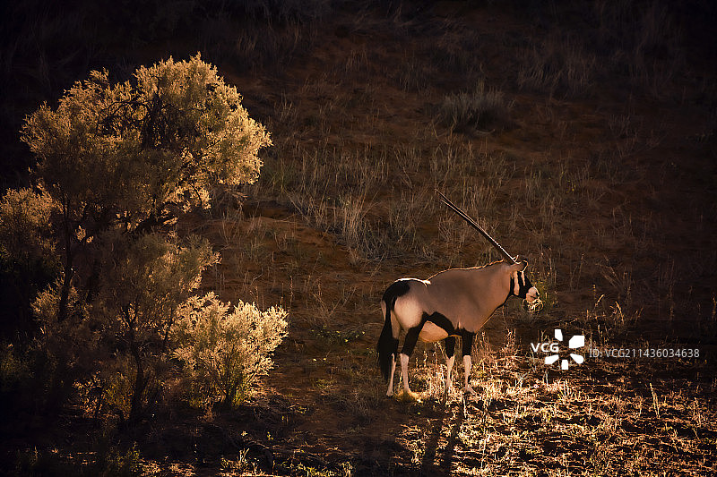 南非羚羊在卡拉哈迪跨国公园日落逆光中图片素材