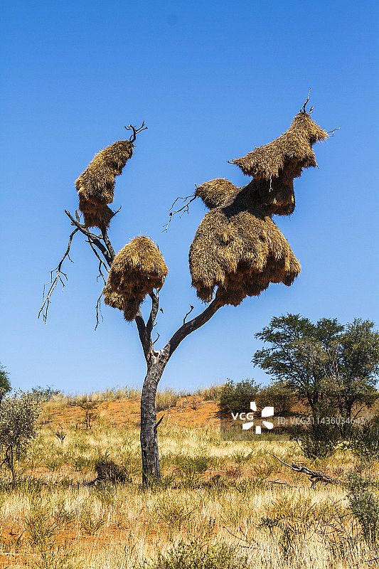 卡拉哈迪跨境公园的群居织巢鸟巢，南非图片素材