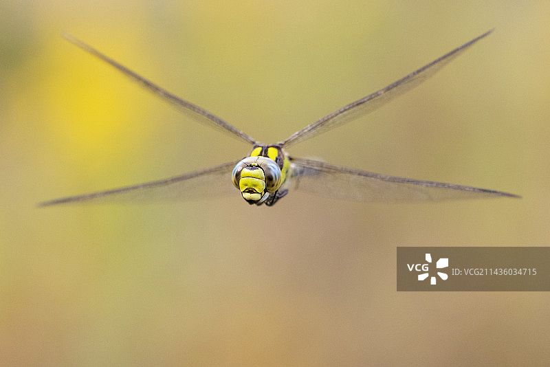 蓝腰蜻（Aeshna cyanea），成年飞行正面照，意大利坎帕尼亚图片素材