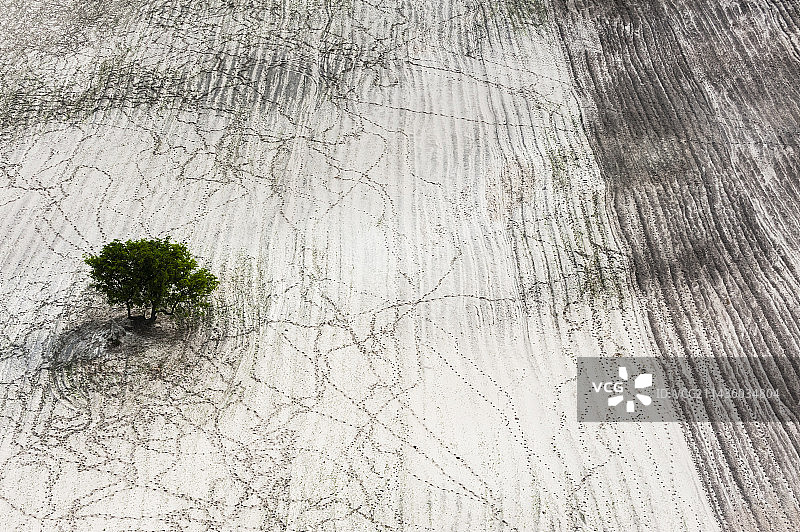 博茨瓦纳奥卡万戈三角洲毛恩，沙地上的一棵孤树鸟瞰图片素材